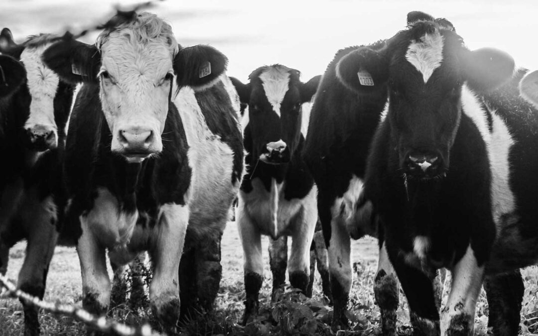 6 oefeningen om (beter) te leren observeren