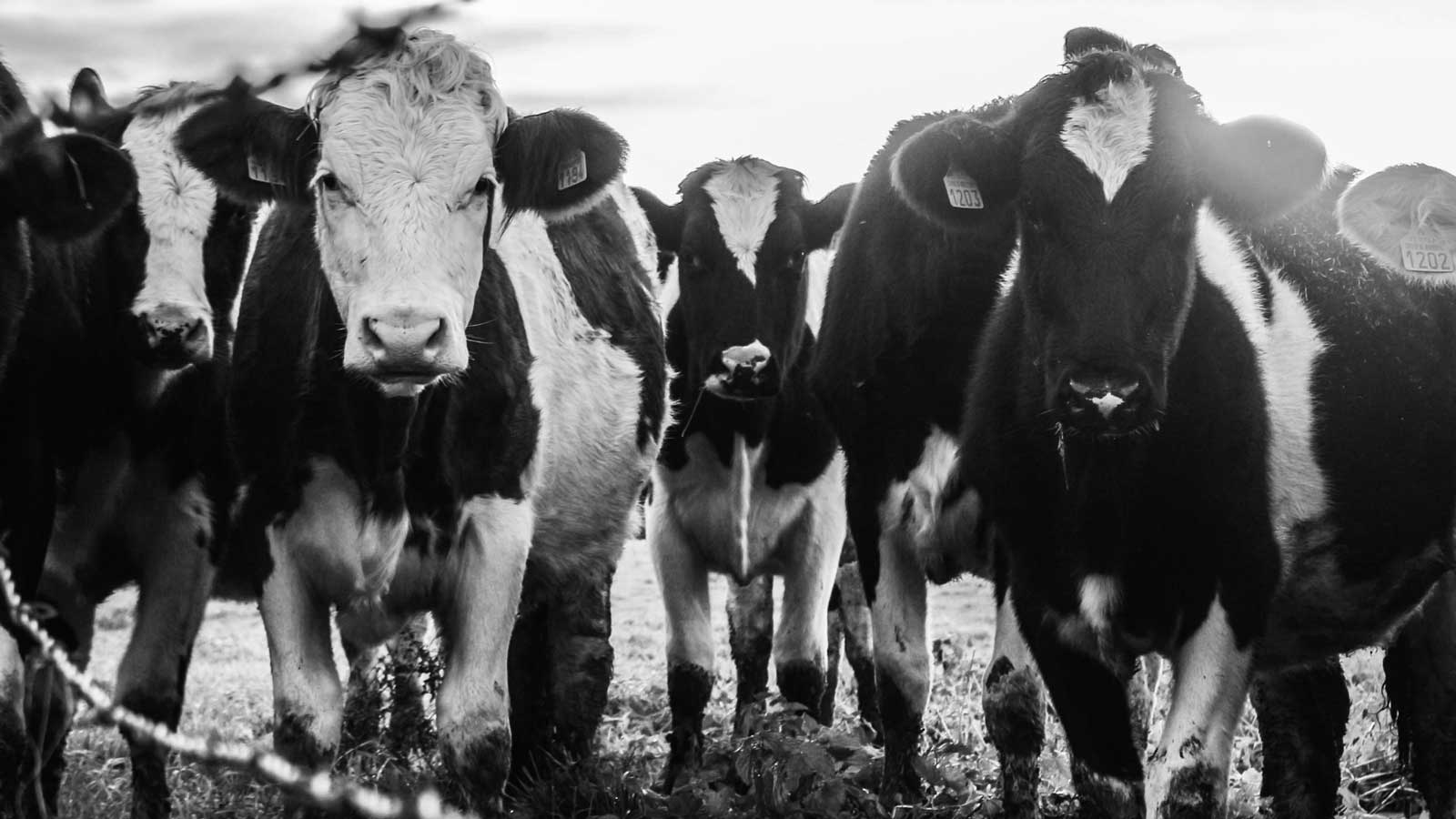 6 oefeningen om (beter) te leren observeren